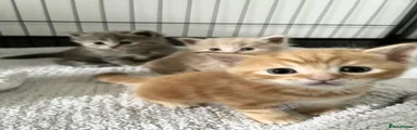 Maine Coon Kitten 3
