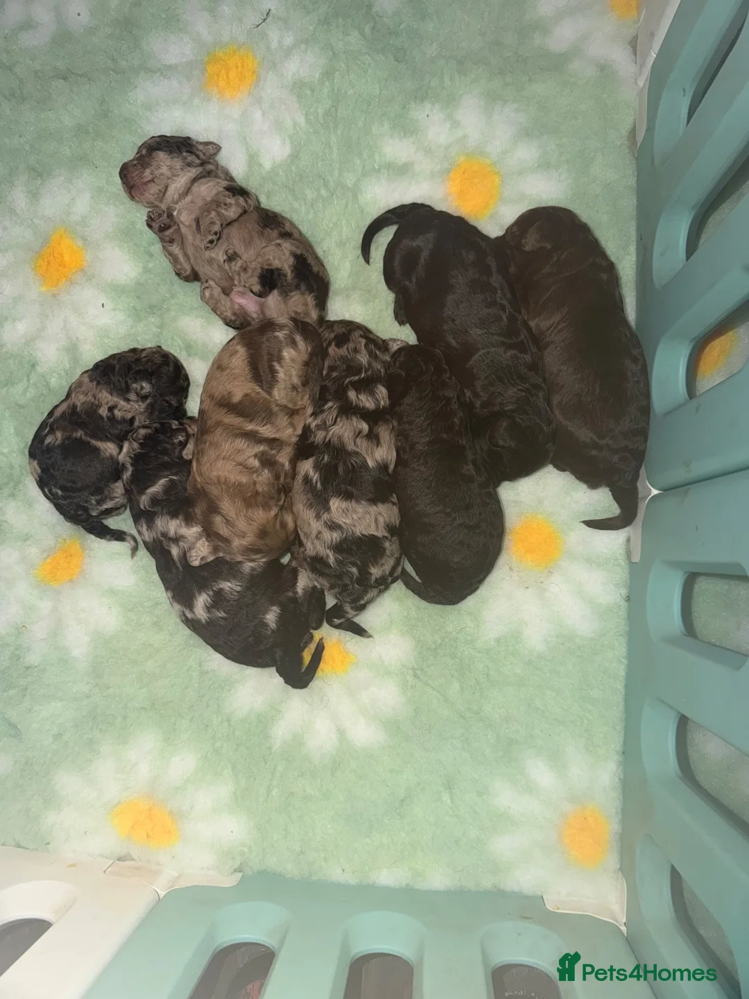 Labradoodle dogs for sale: Stunning Multigen Doodles - Advert 2