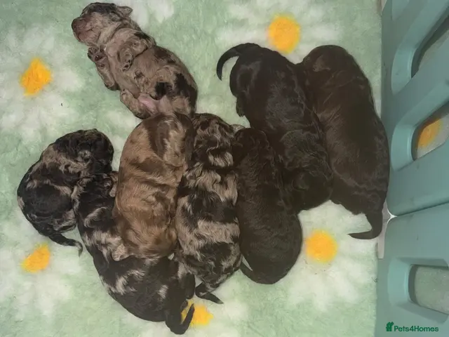 Labradoodle dogs for sale: Stunning Multigen Doodles - Advert 2