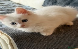 Maine Coon cats for sale: 	Rare Polydactyl Kittens + 1 Blue-Eyed Beauty - Image 2