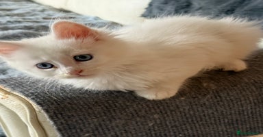 Maine Coon cats - Advert 5