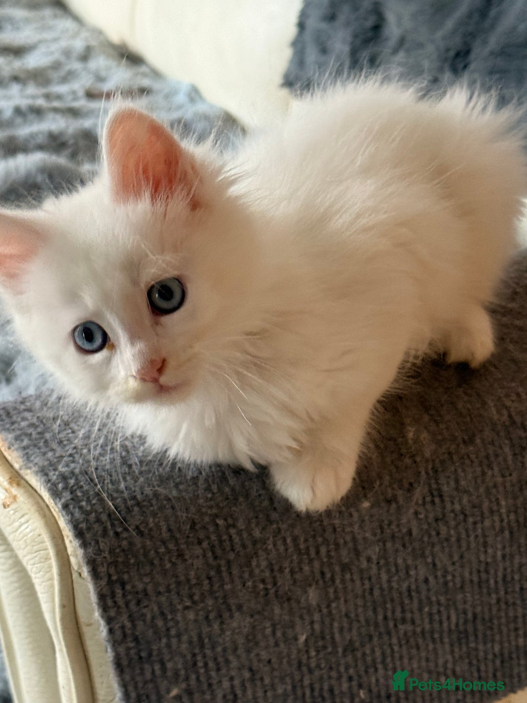 Maine Coon cats for sale: 	Rare Polydactyl Kittens + 1 Blue-Eyed Beauty - Image 2
