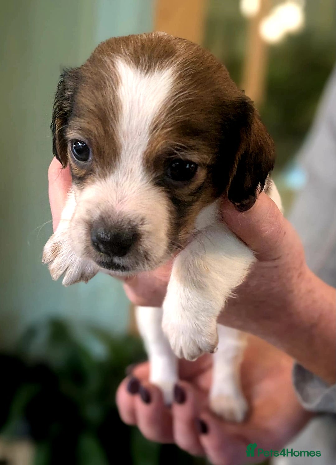 Mixed Breed dogs for sale: Jack Russel Pups in Machynlleth - Image 22