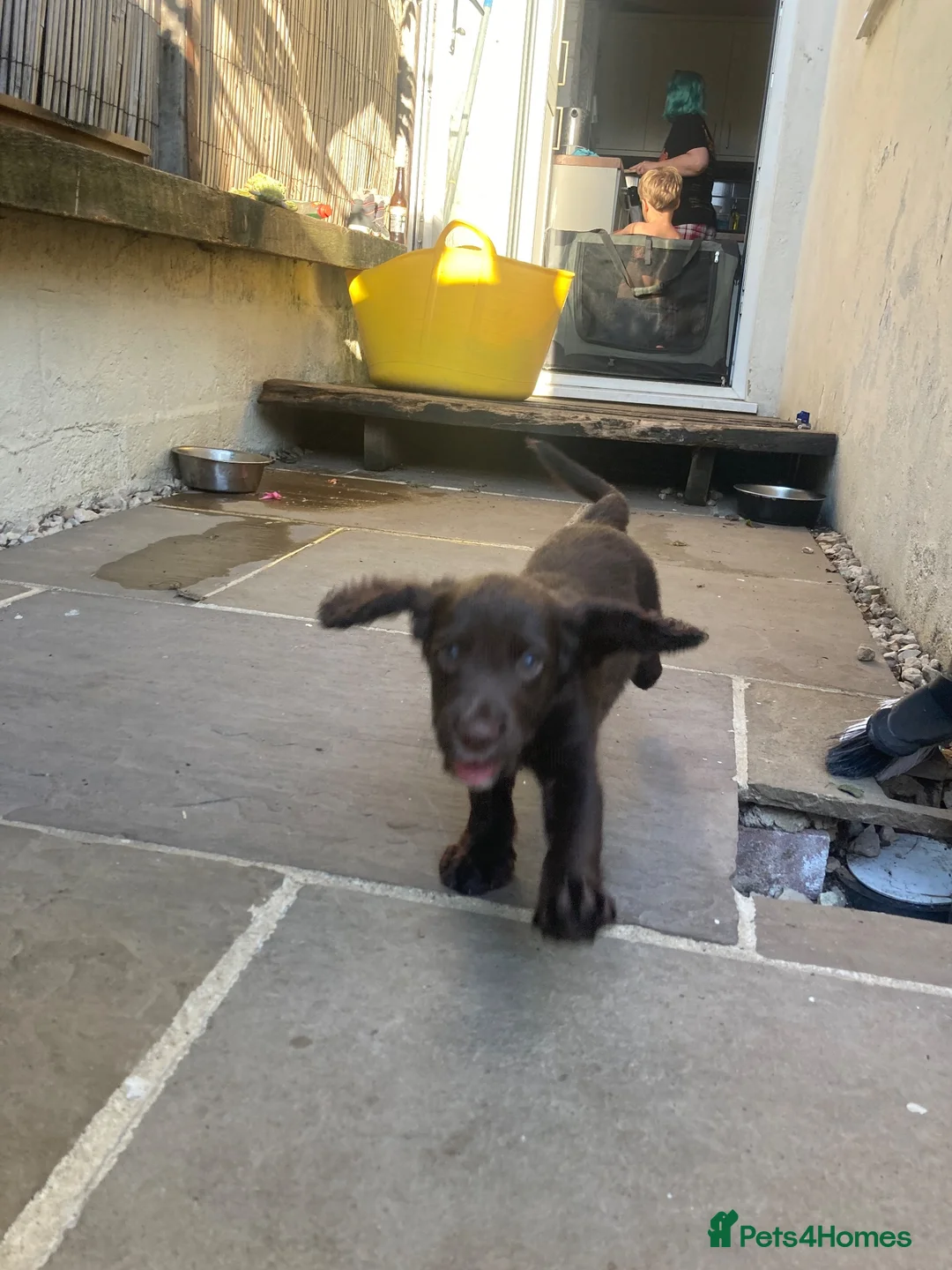 Cocker Spaniel dogs for sale: Cocker spaniel (no docked tail) - Advert 2