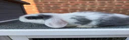 Mini Lop rabbits for sale: Mini lop bunnies.  - Advert 3