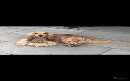 Cocker Spaniel dogs for sale: TRUE SHOW TYPE HEALTH TESTED SHOW TYPE  - Image 23