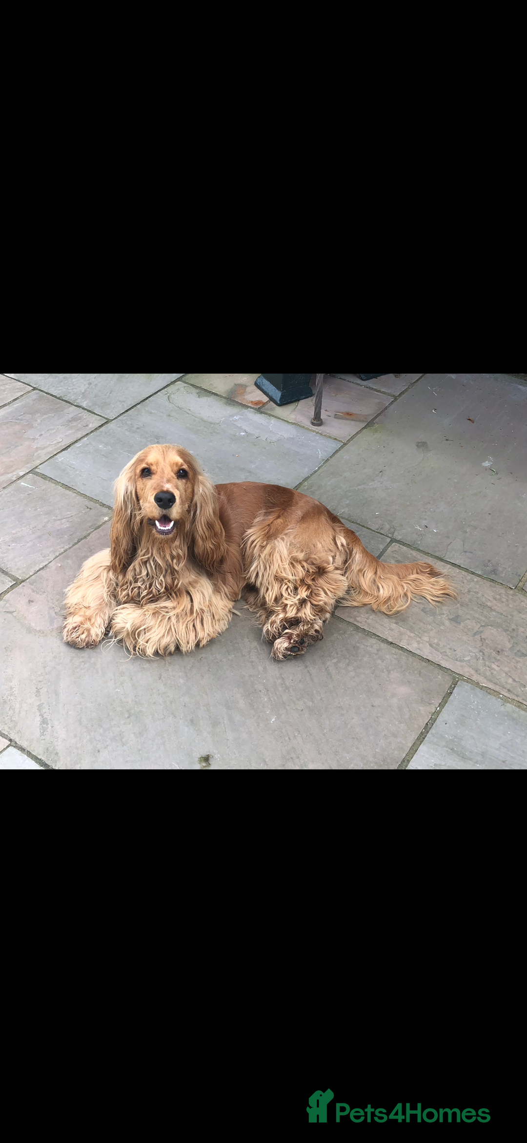 Cocker Spaniel dogs for sale: TRUE SHOW TYPE HEALTH TESTED SHOW TYPE  - Image 23