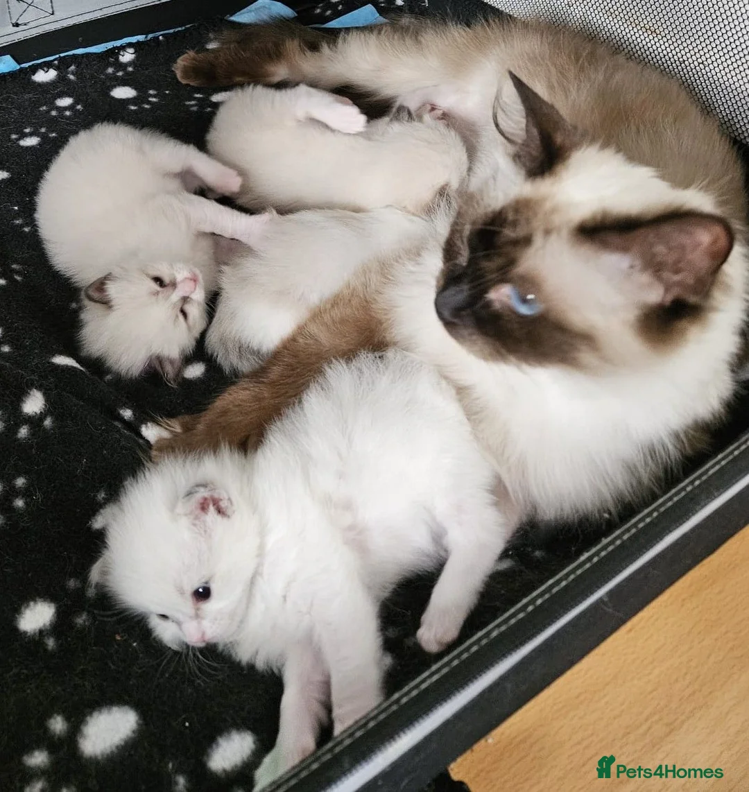 Ragdoll cats for sale: STUNNING GCCF REGISTERED KITTENS  - Advert 1