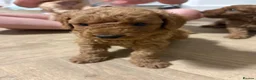 Mini Goldendoodle dogs for sale: Mini Goldendoodle pups - Advert 8