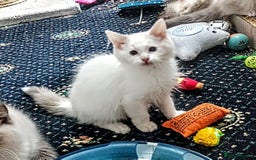 Ragdoll cats for sale: Pedigree Ragdolls for sale £495 - Image 18