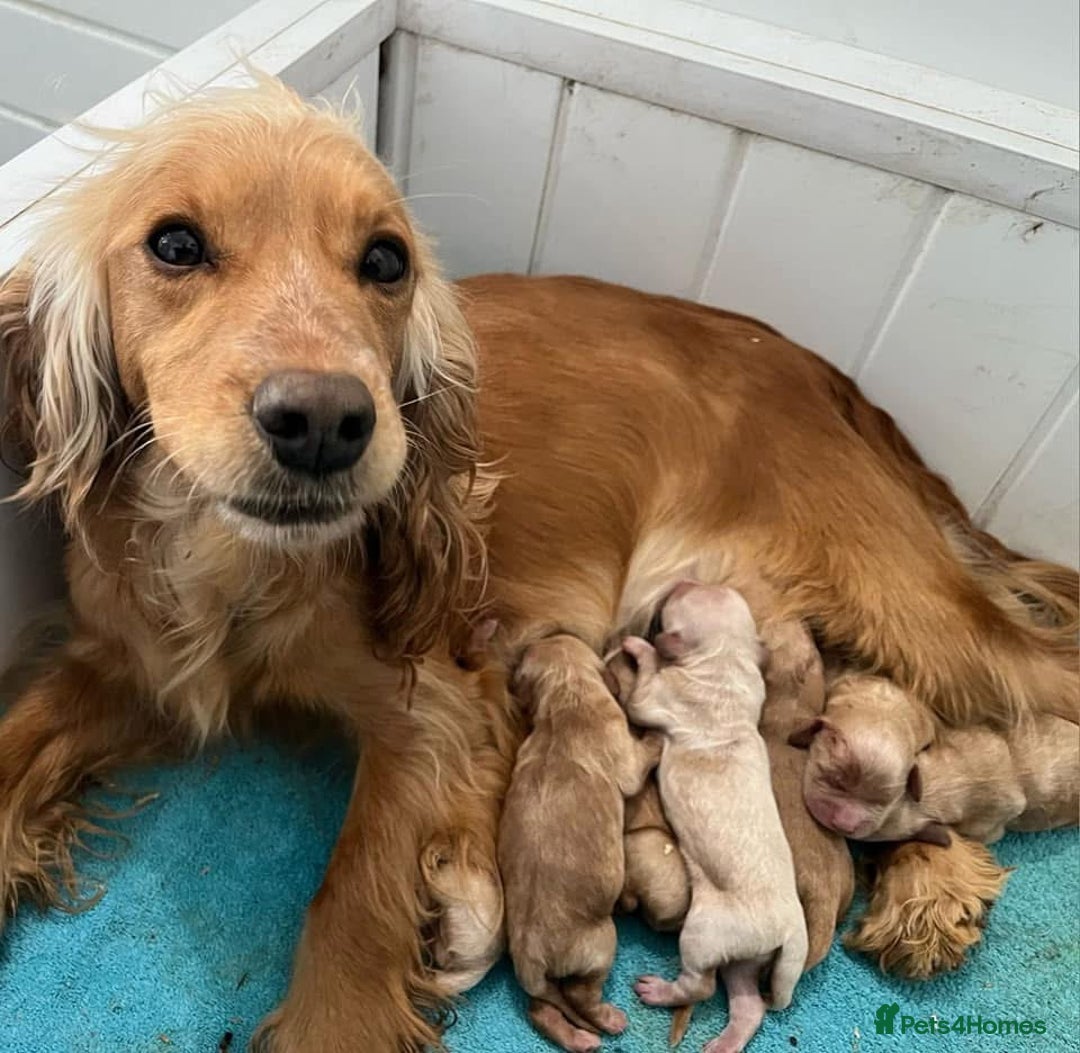 Cockapoo dogs for sale: Chunky f1  4 cockapoo puppies ready 30th December  - Advert 5