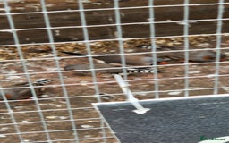 Finches birds for sale: Young Zebra finches for sale in East London E12 - Image 6