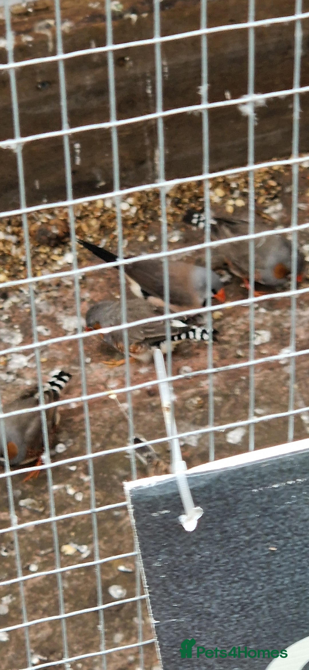 Finches birds for sale: Young Zebra finches for sale in East London E12 - Image 6