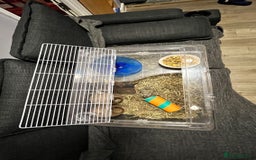 Gerbil rodents for sale: Two baby fully tame female gerbils+ cage and toys  - Image 8
