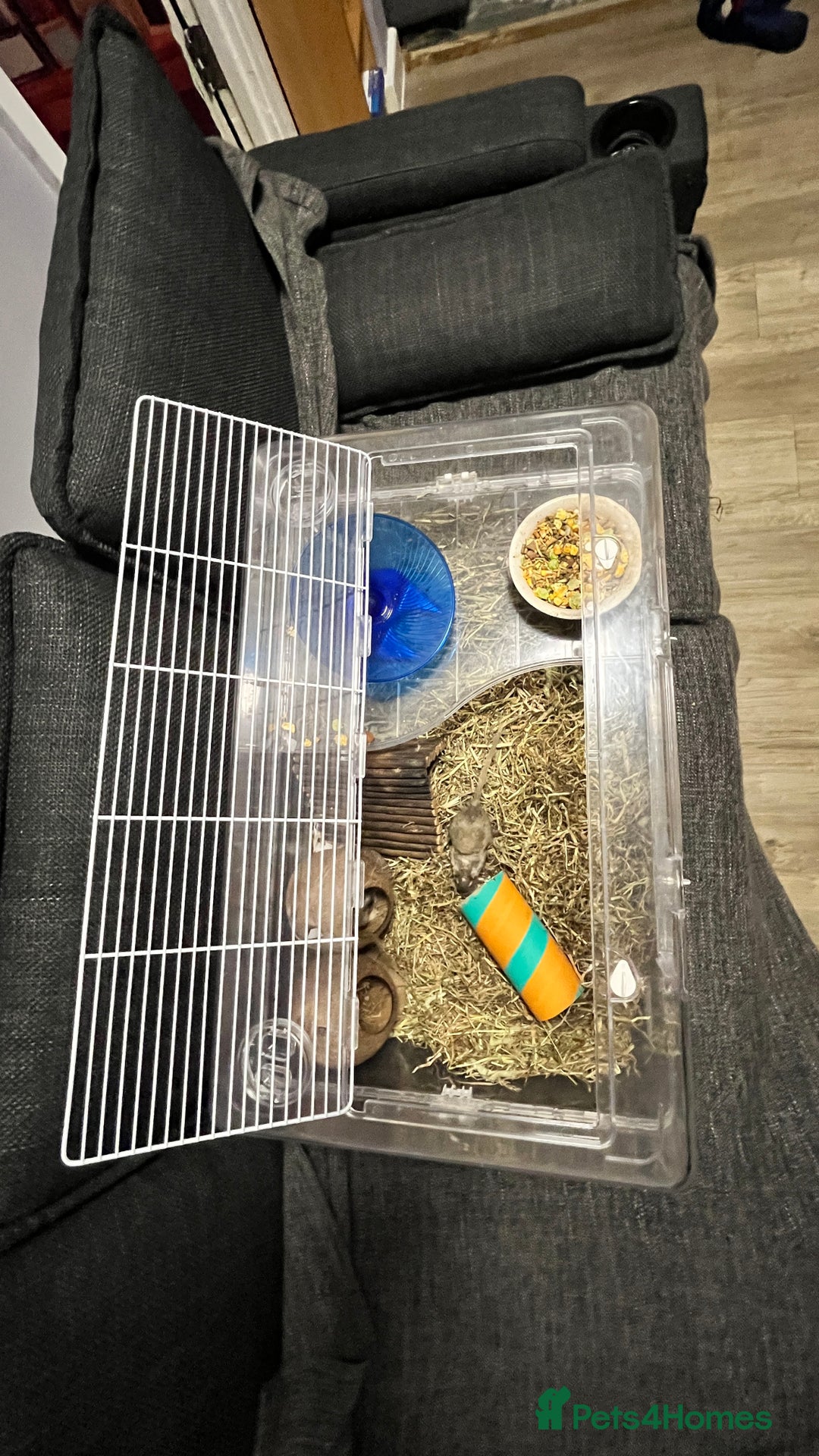 Gerbil rodents for sale: Two baby fully tame female gerbils+ cage and toys  - Image 8