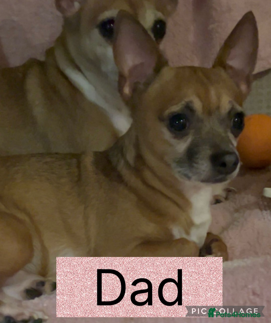 Chihuahua dogs for sale: Chihuahua puppies  - Advert 2