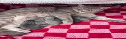 British Shorthair cats for sale: Beautiful Litter of 6 Kittens Born Monday 8th 🐾 in Eastbourne - Advert 4
