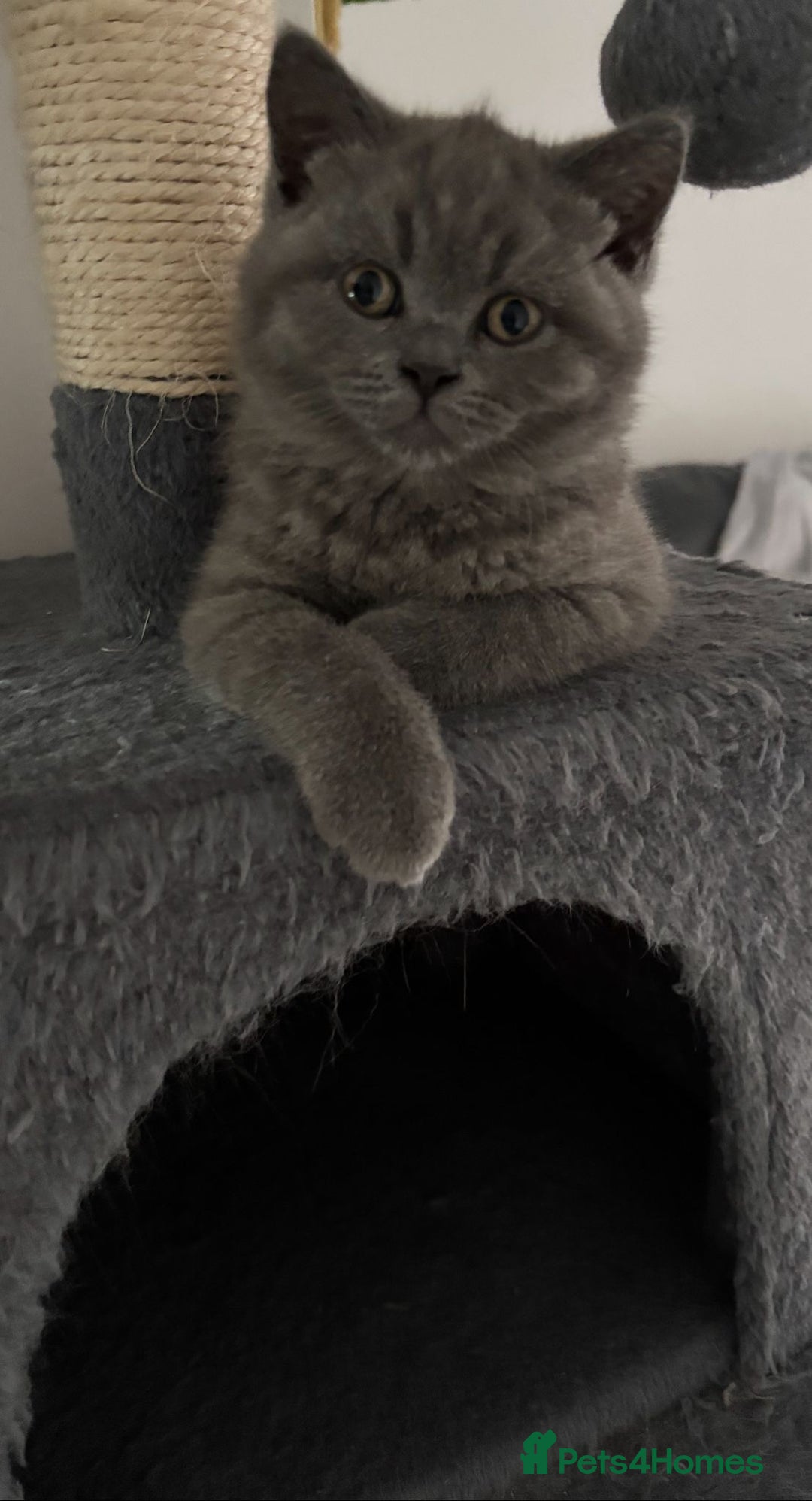 British Shorthair cats for sale: Blue British short hair kittens  in Braintree - Image 40