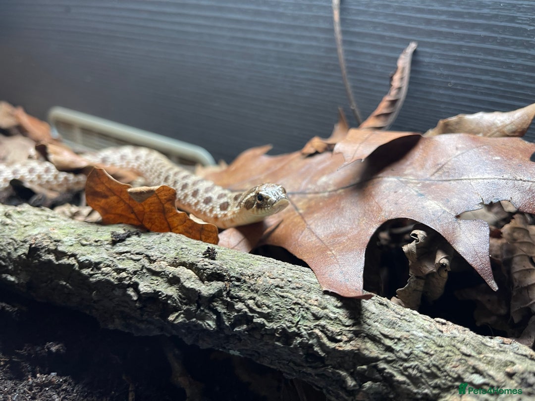 Snake reptiles for sale: Western Hognose male & full set up  - Image 2