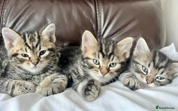 Mixed Breed cats for sale: Beautiful Kittens for sale - Image 3
