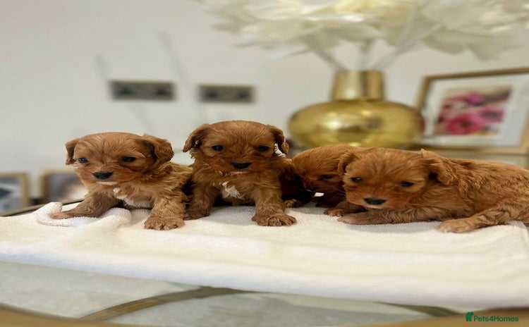 Cavapoo dogs - Advert 3