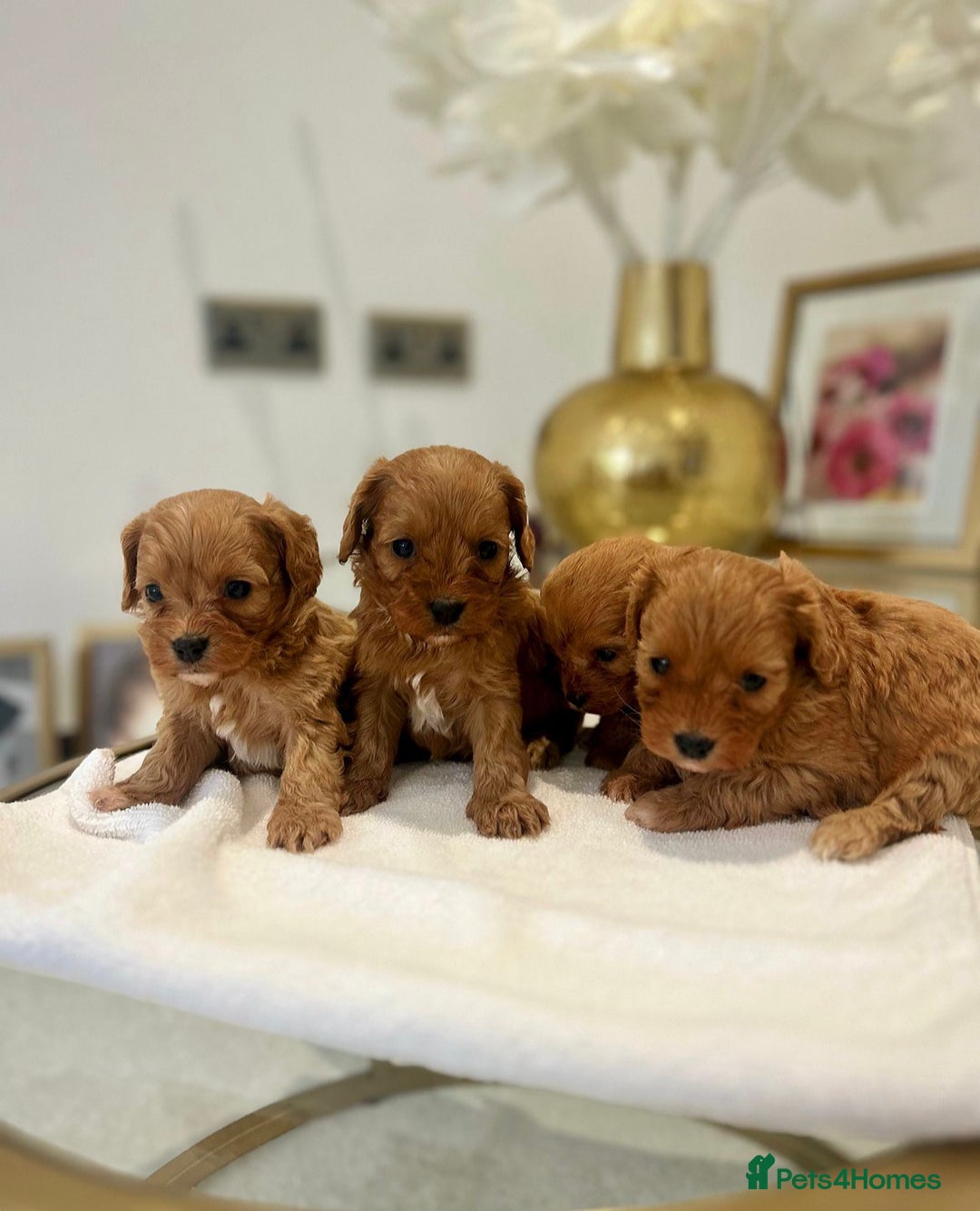 Cavapoo dogs for sale: 🐾 Red f1 Cavapoo Puppies 🐾 - Image 1