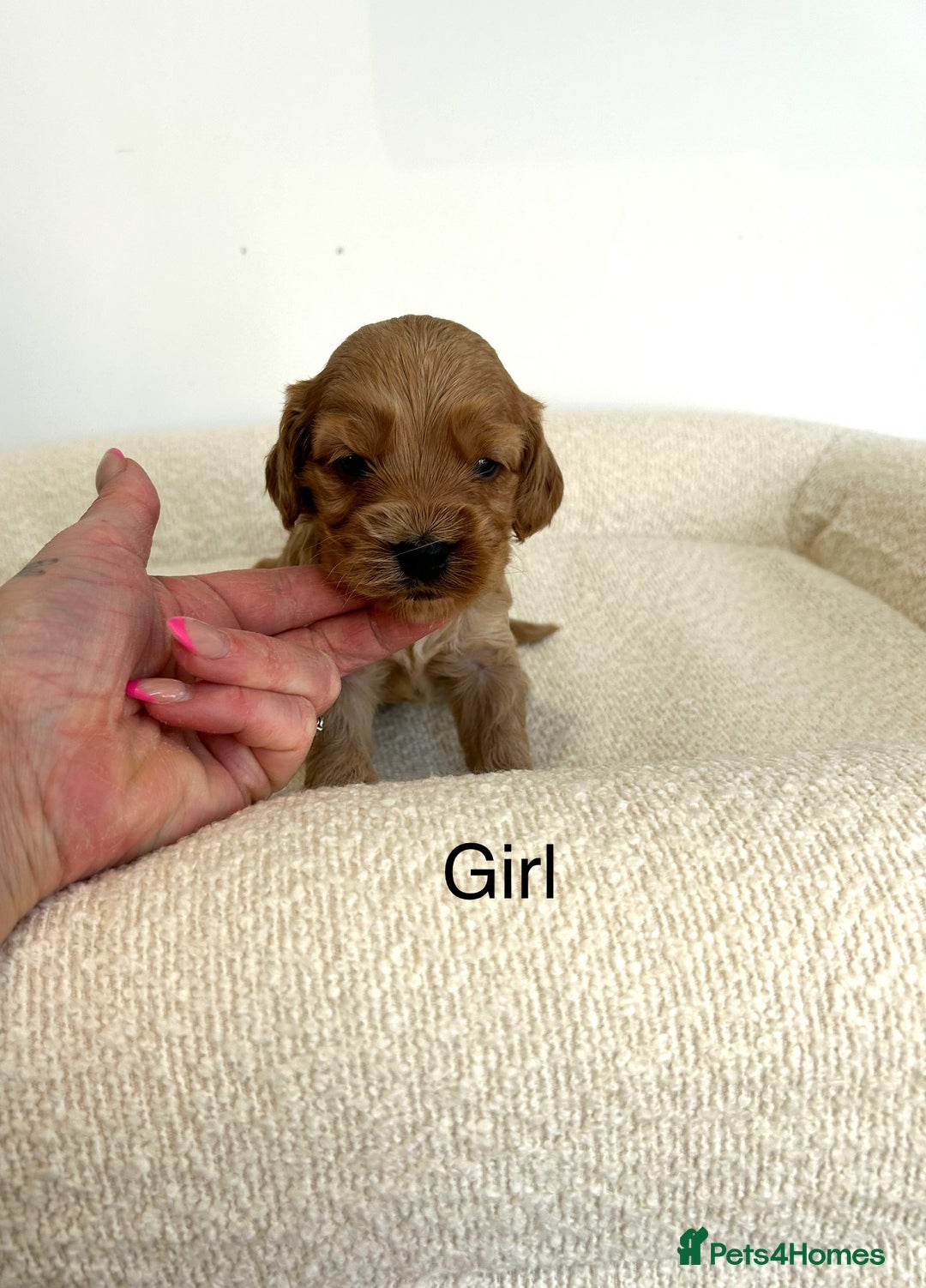 Cockapoo dogs for sale: Amazing mix of colours F1 Cockapoo pups - Image 10