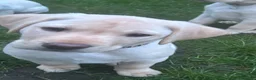 Labrador Retriever dogs for sale: KC Registered Labrador Puppies  - Advert 18