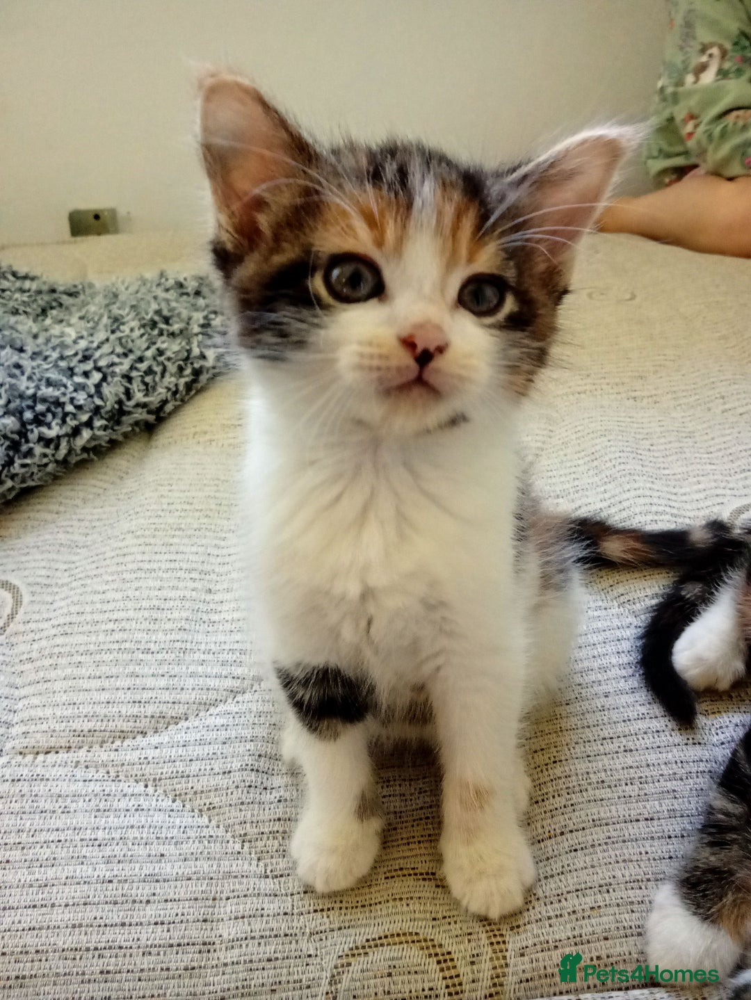 Mixed Breed cats for sale: Beautiful mixed Maine Coon kittens  - Image 4