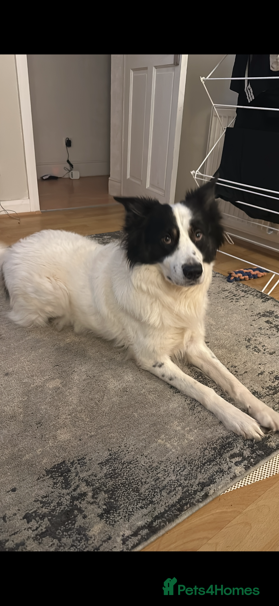 Border Collie dogs **REHOMING 7 year old collie** - Advert 2