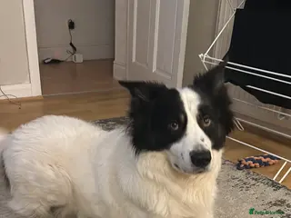 Border Collie dogs **REHOMING 7 year old collie** - Advert 15