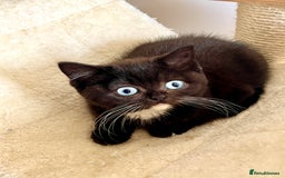 British Shorthair cats for sale: RARE BLUE EYES Black & White - Image 2