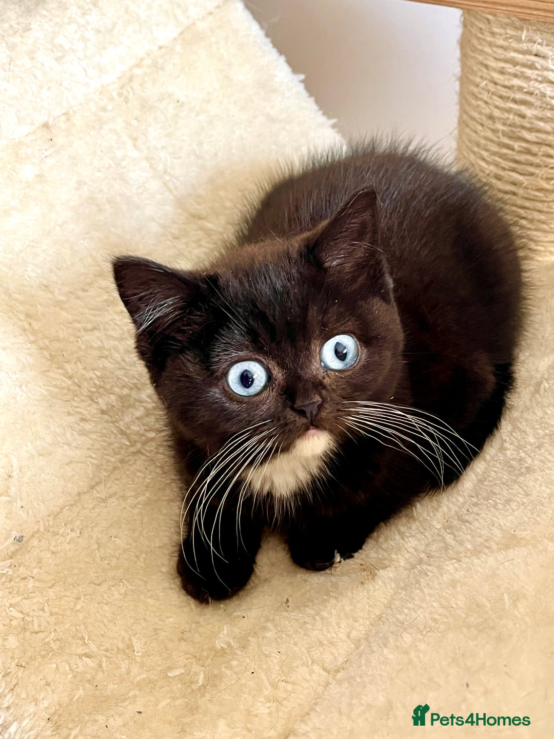 British Shorthair cats for sale: RARE BLUE EYES Black & White - Image 2