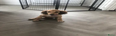 Saluki Puppy 8