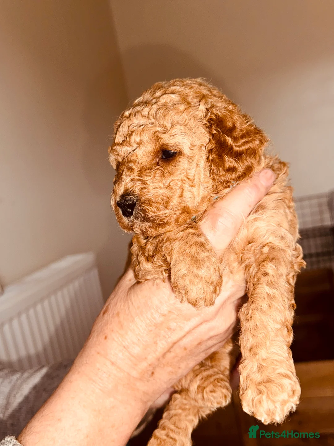 Labradoodle dogs for sale: F2bs labradoodle puppies  - Advert 4