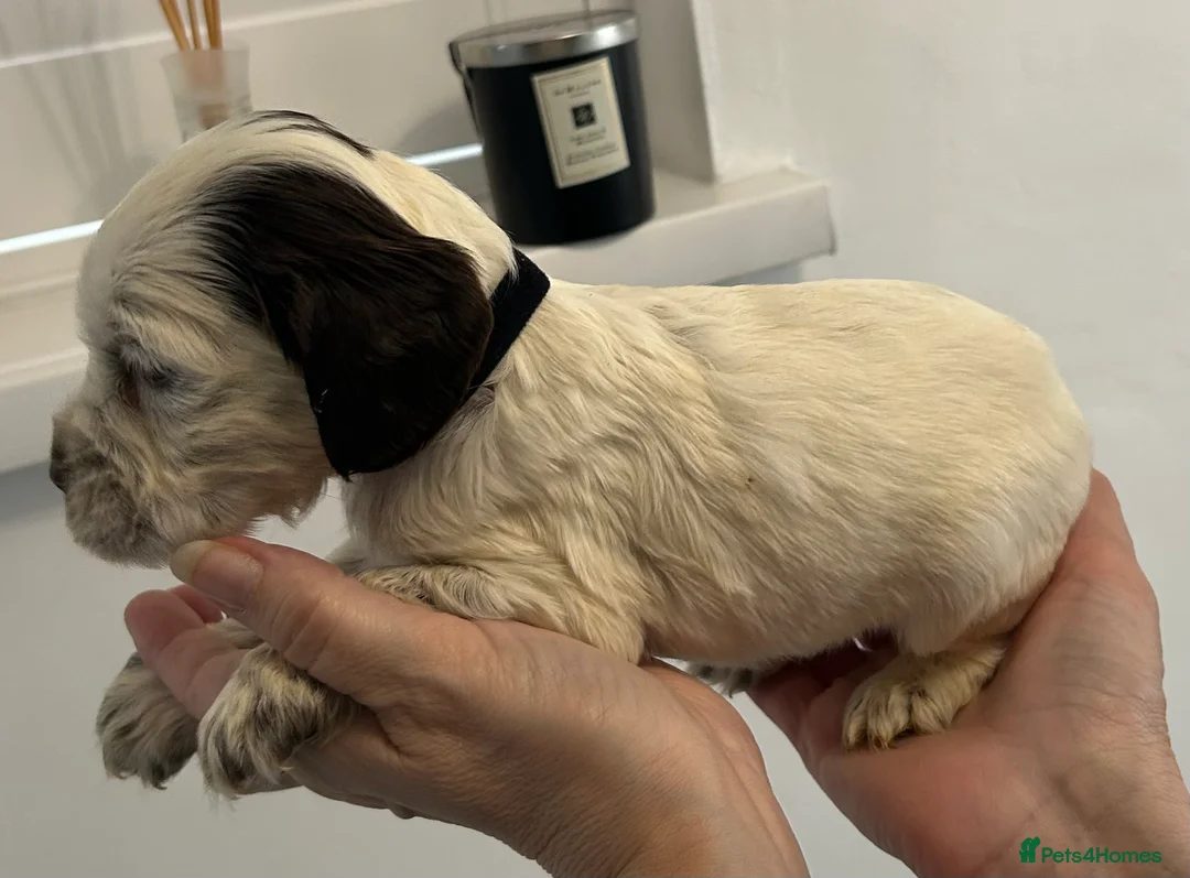 Cocker Spaniel dogs for sale: Beautiful cocker spaniel puppies  - Advert 11