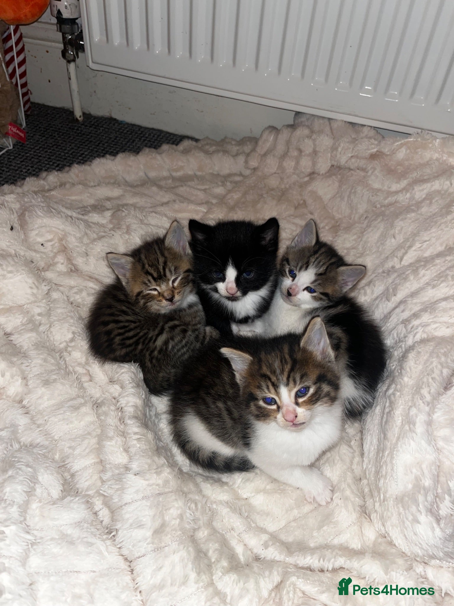 Mixed Breed cats 4 beautiful fluffy kittens, available now! - Advert 2