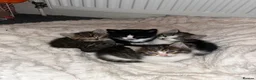 Mixed Breed cats for sale: 4 beautiful fluffy kittens, available now! - Advert 1