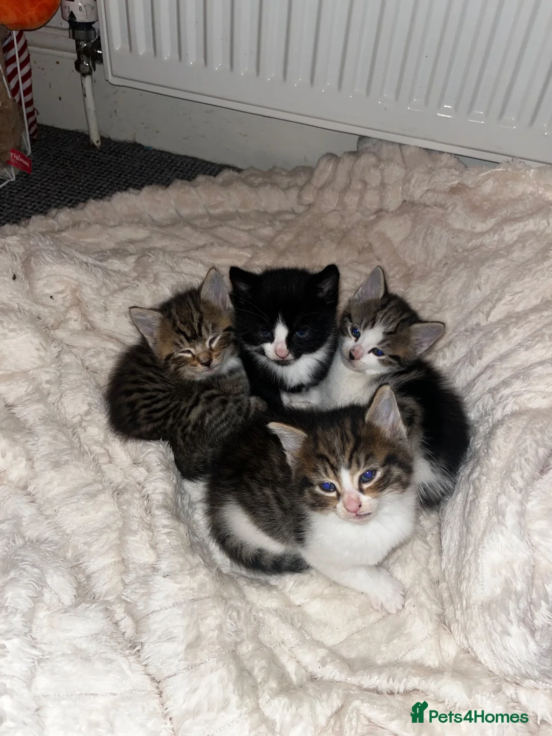 Mixed Breed cats for sale: 4 beautiful fluffy kittens, available now! - Advert 1