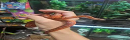 Corn Snake reptiles for sale: Pied cornsnake baby  - Advert 4