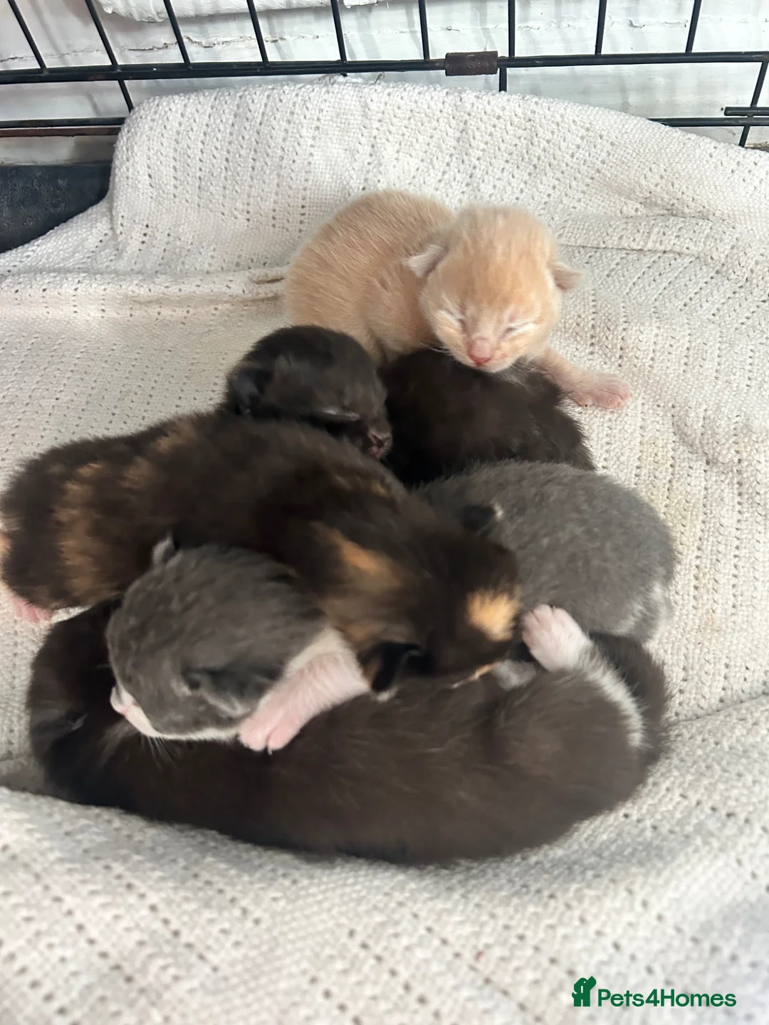 Mixed Breed cats for sale: 5 beautiful kittens ready to go 😻 - Advert 2