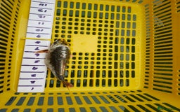 Koi Carp fish for sale: UK koi carp  - Image 19