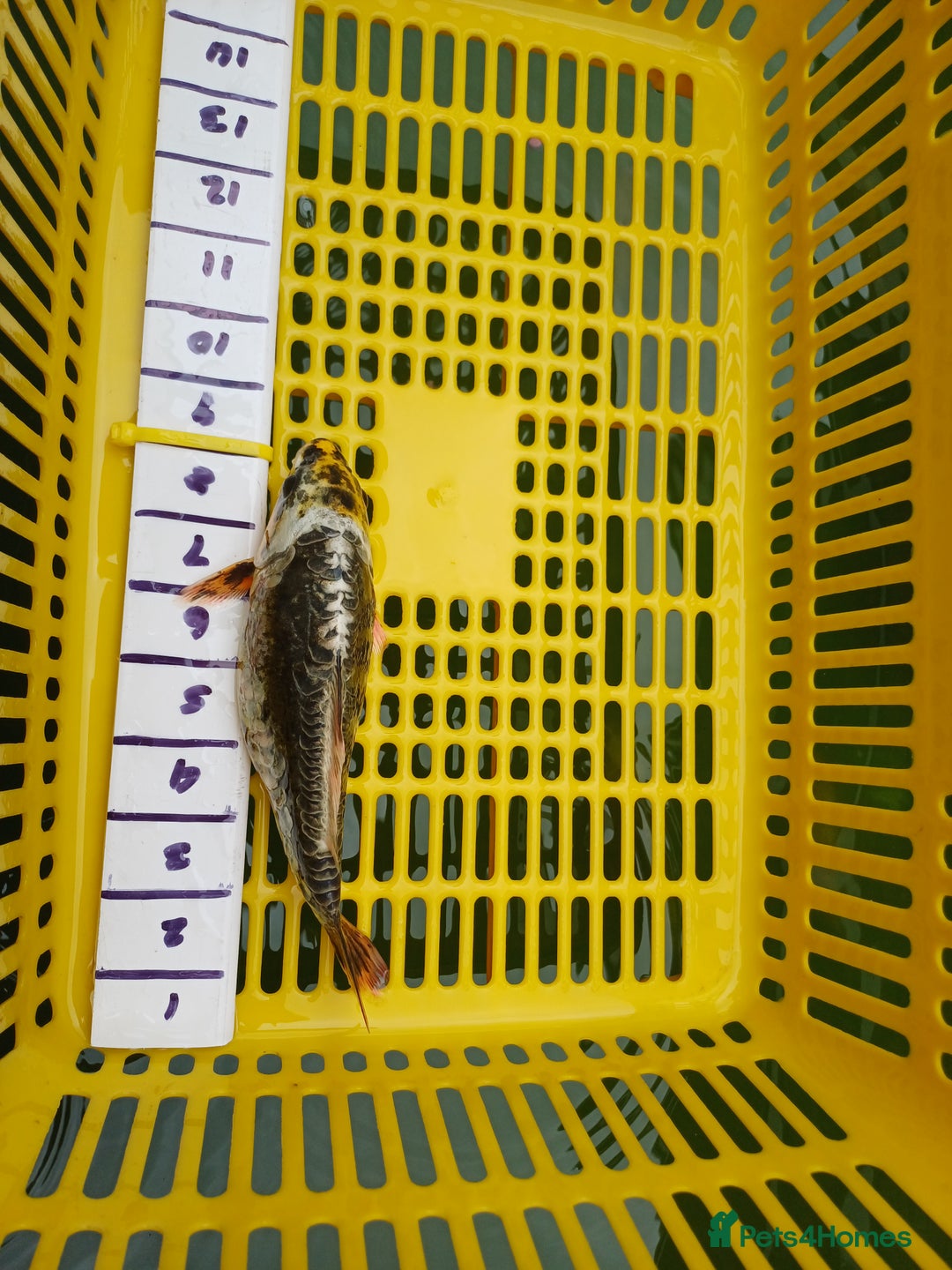 Koi Carp fish for sale: UK koi carp  - Image 19