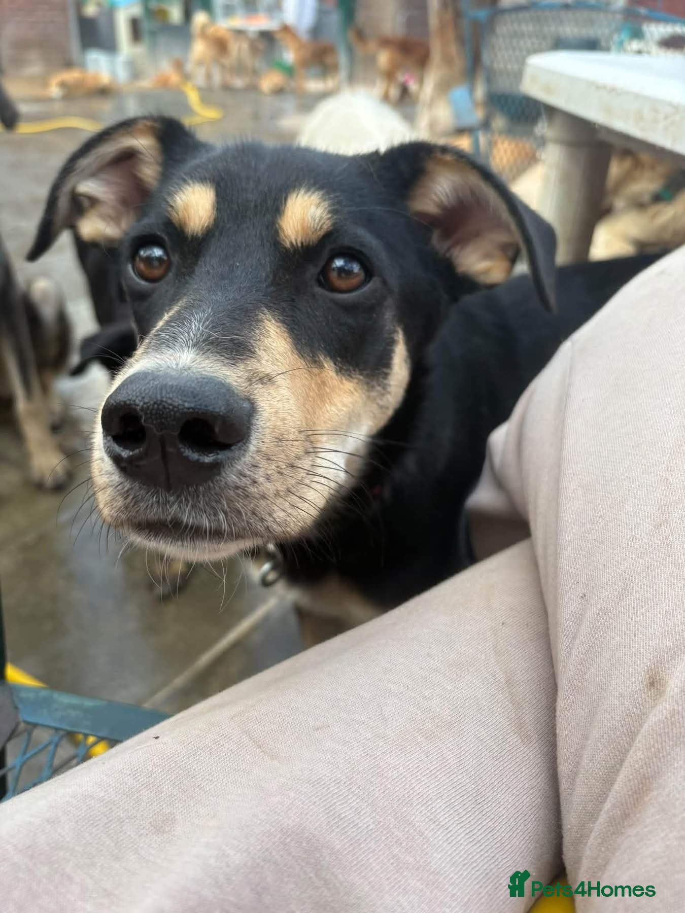 Mixed Breed dogs Judy - Norwich Norfolk  - Advert 18