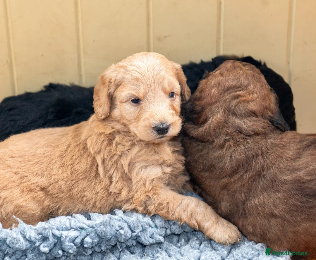 Mixed Breed dogs for sale: F1B Mini Pyredoodle Waiting List  - Advert 7
