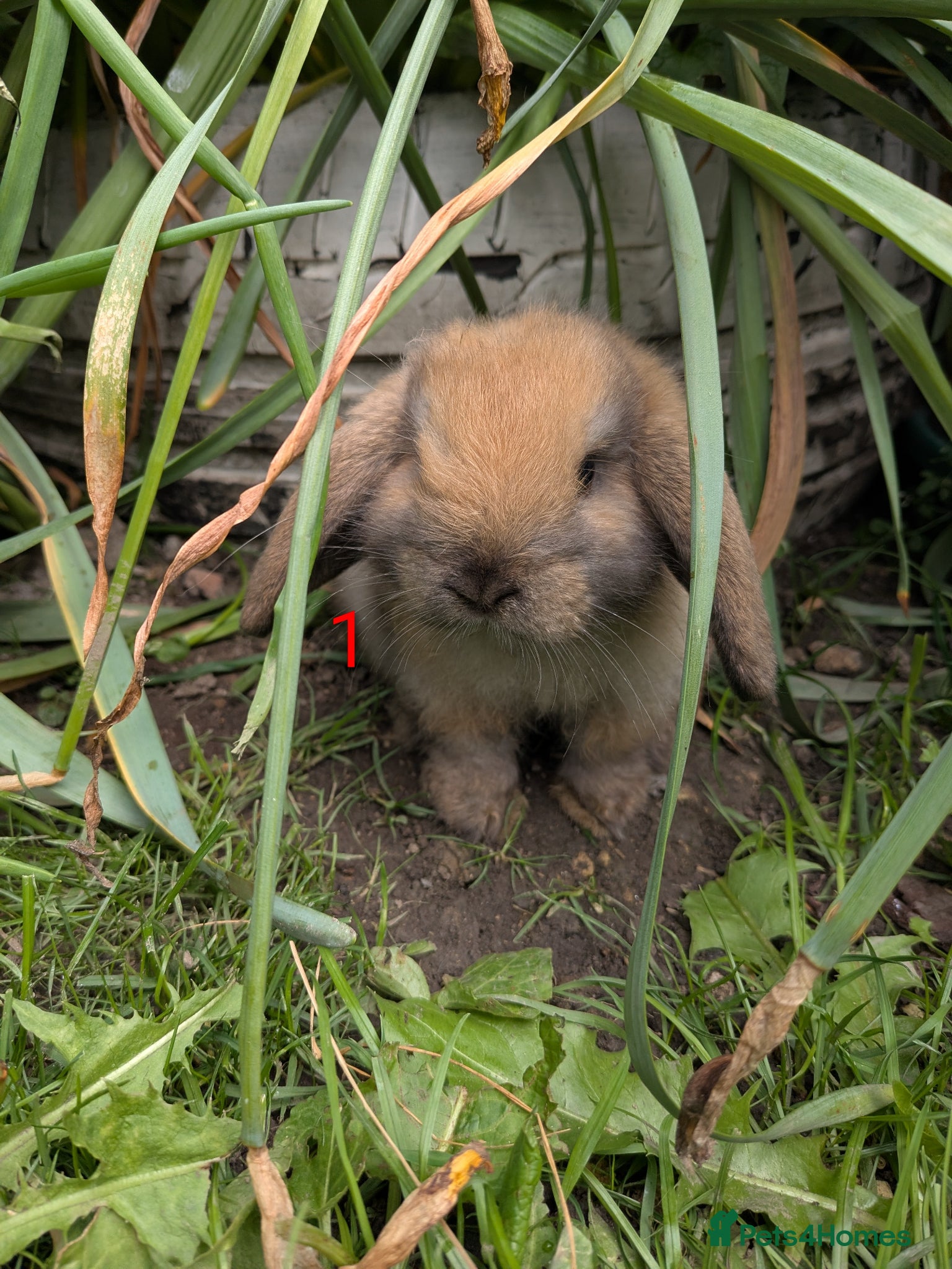 Mini Lop rabbits Mini Lip Bunnies - Advert 1