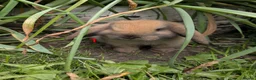 Mini Lop rabbits for sale: Mini Lip Bunnies in Sheffield - Advert 1