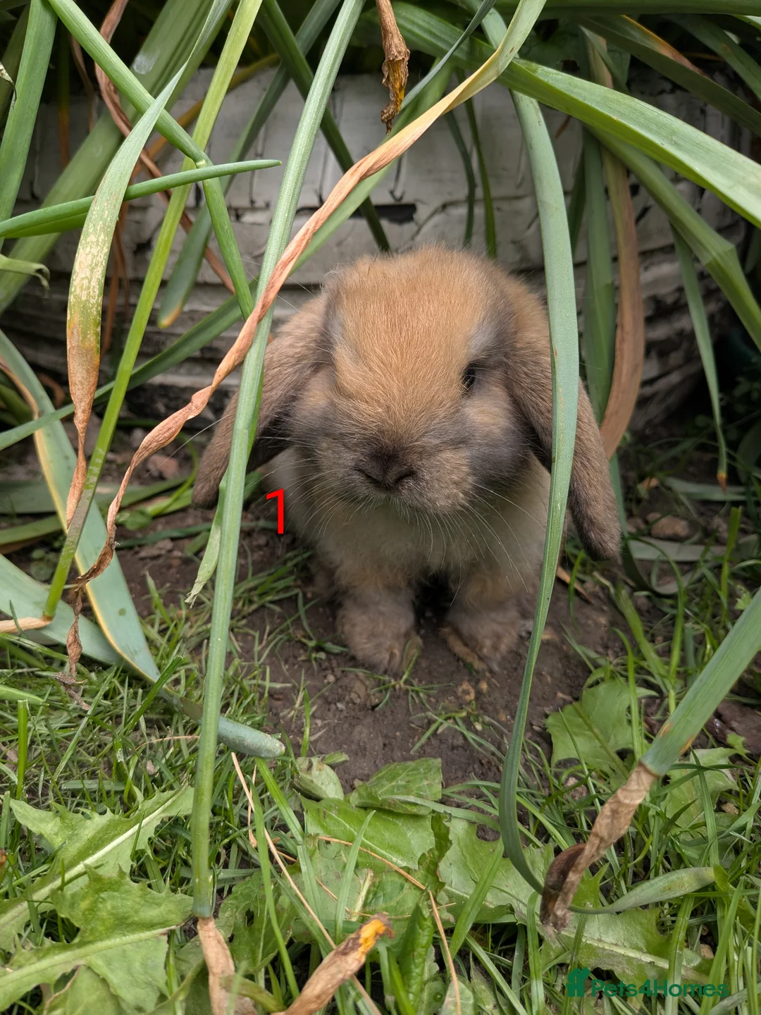 Mini Lop rabbits for sale: Mini Lip Bunnies in Sheffield - Advert 1