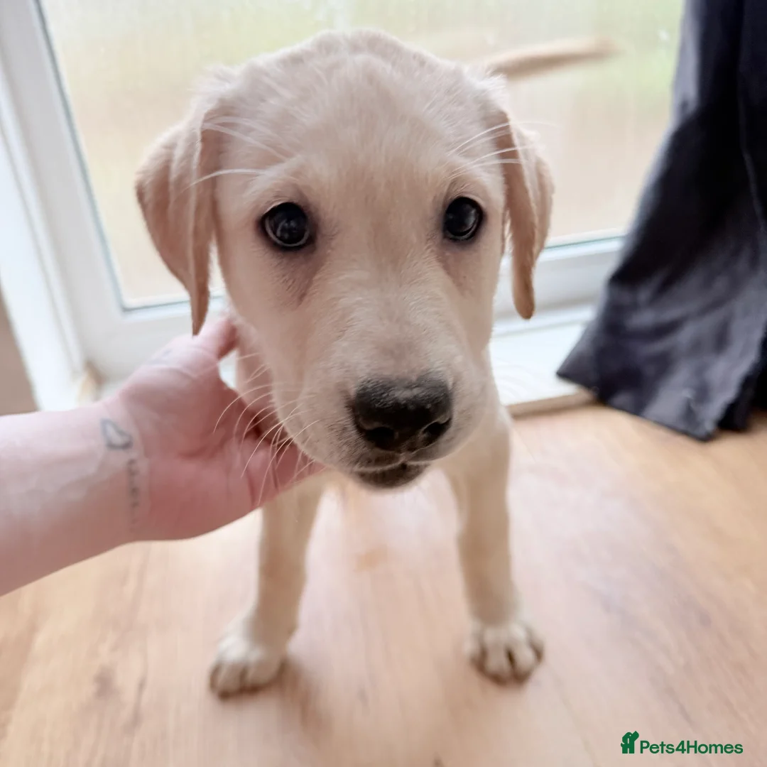 Labrador Retriever dogs for sale: Labrador puppys - Advert 10