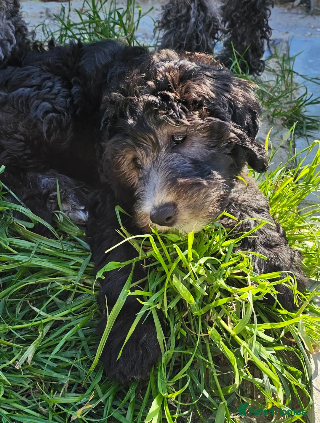 Sheepadoodle dogs for sale: Last 2 puppies Fully Vaccinated ready now 28/4/26 - Advert 1